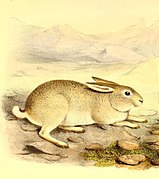 Brown hare