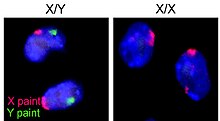 Mice X Y chromosomes.jpg