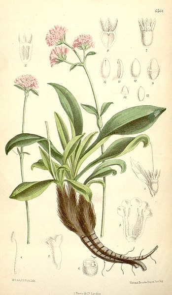 Archivo:Nardostachys grandiflora.jpg