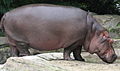 Hippopotamuses, the heaviest and most aquatic even-toed ungulates, are whales' closest living relatives.