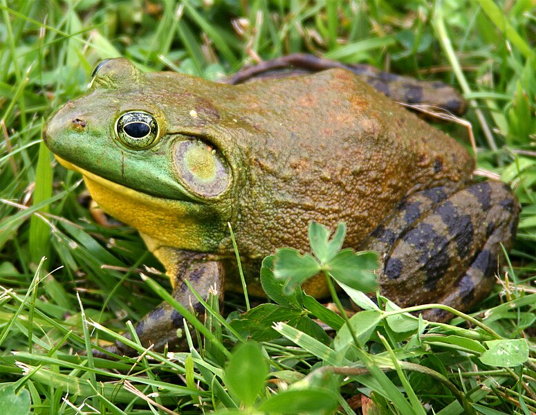 Файл:North-American-bullfrog1.jpg