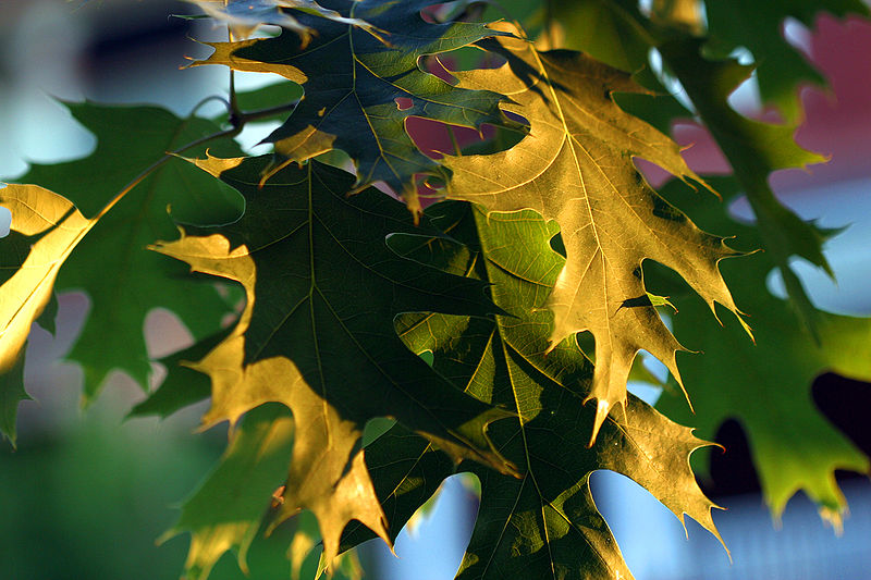 Файл:Oak leaves.jpg