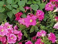 Petunia Hybrida. Photo by Fanghong.