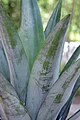 Pineapple leaf detail