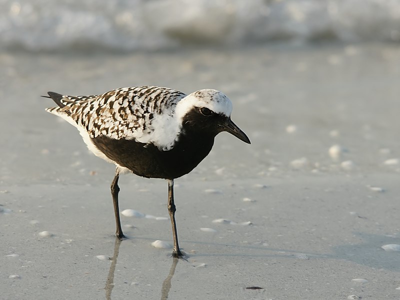 File:Pluvialis squatarola (summer plumage).jpg