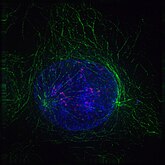 Early prophase: Nonkinetochore microtubules, shown as green strands, have established a matrix around the degrading nucleus, in blue. The green nodules are the centrosomes.