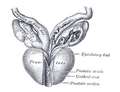 Vesiculae seminales and ampullae of ductus deferentes, seen from the front.