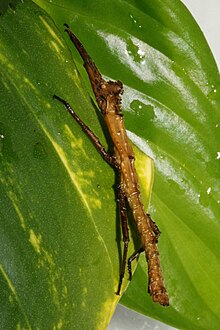 Pylaemenes sepilokensis sepilokensis, male.jpg