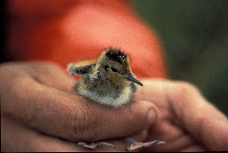 File:Redneckedphalaropechick.jpg