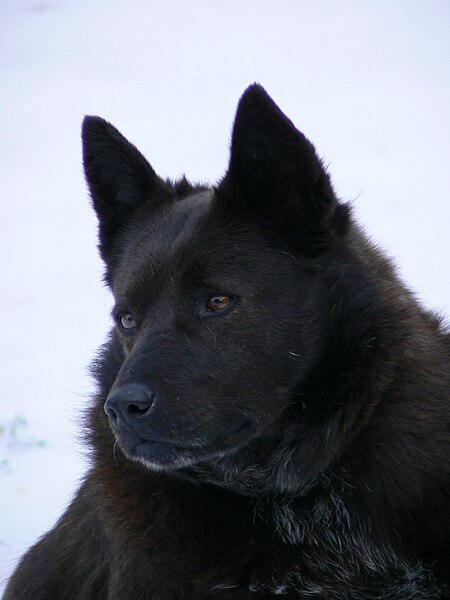 File:Schipperke image 001.jpg