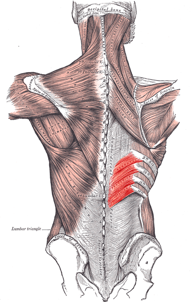 Файл:Serratus posterior.PNG