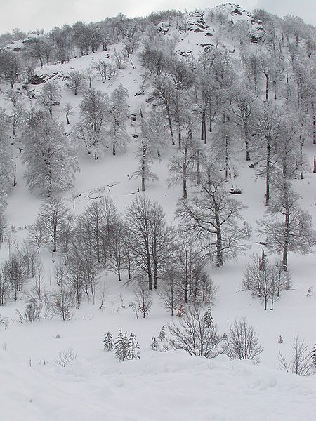 File:Snow.jpg