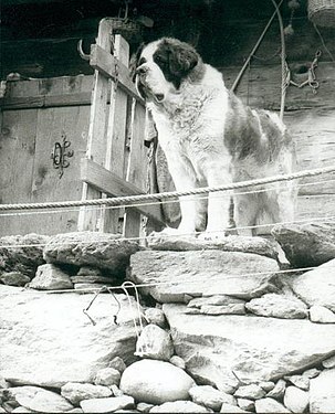 St. Bernard rescue dog in Valais.