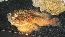 Synanceia verrucosa 02.JPG