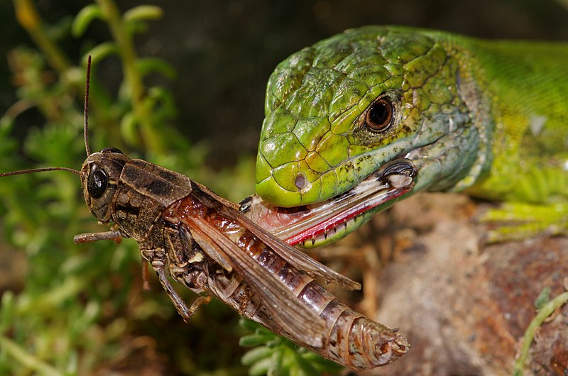 File:Western Green Lizard.jpg