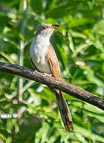 Thumbnail for Yellow-billed cuckoo