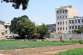 Growing vegetables in a residential area in Ray.