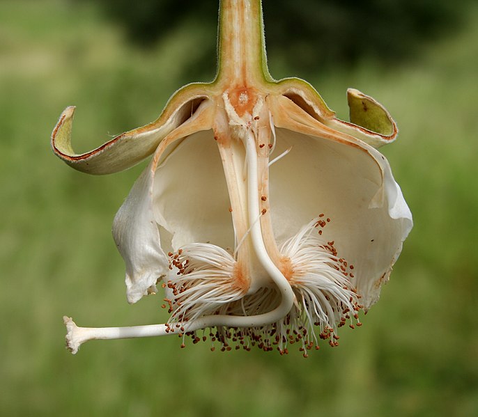 File:Adansonia digitata MS 6682-2.JPG