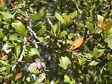 Alectryon diversifolius foliage.jpg