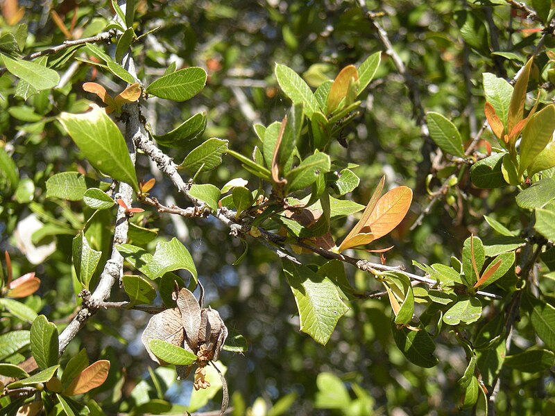 Archivo:Alectryon diversifolius foliage.jpg