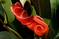 Anthurium scherzerianum inflorescence with spathe and spadix.