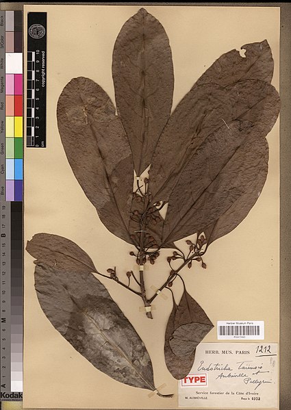 File:Aubregrinia taiensis MNHN P00417452.jpg