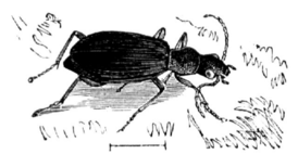 Brachinus