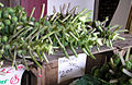 Brussels sprouts on the stalk