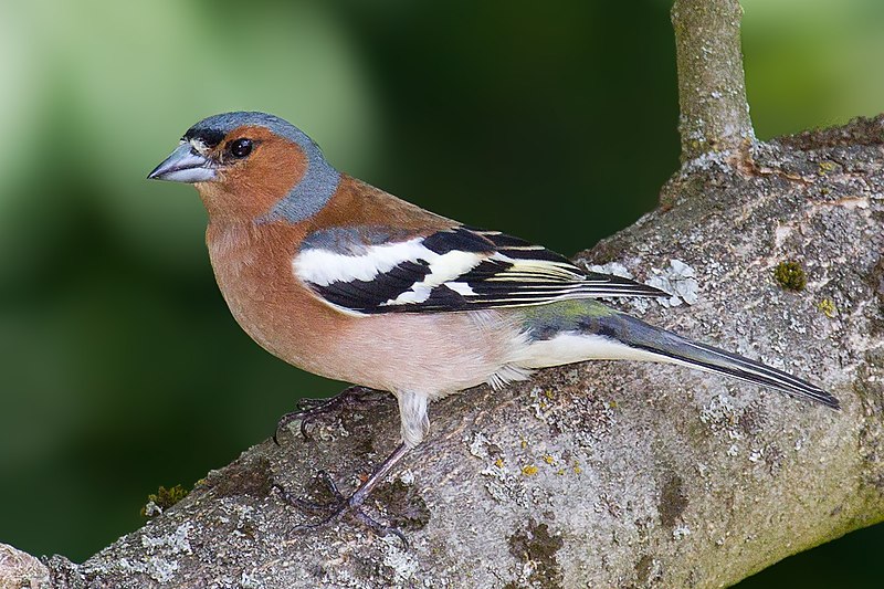 File:Chaffinch (Fringilla coelebs).jpg