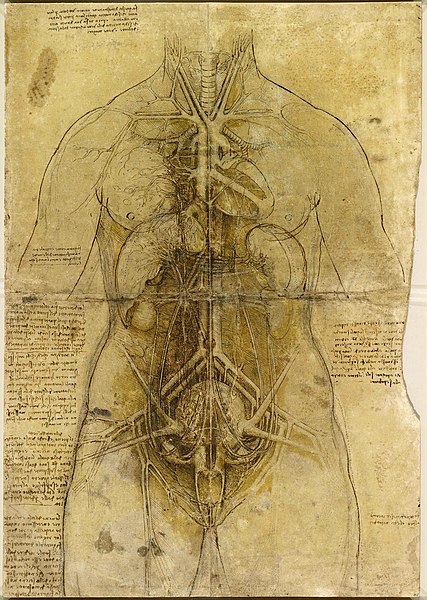 File:DaVinciCardiovascularWoman.jpg