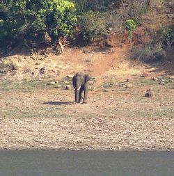 An Indian elephant at the sanctuary