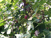 On the trees, figs appear when summer is near