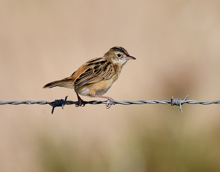 File:Fuinha-dos-juncos, Zitting Cisticola (51265603907).jpg