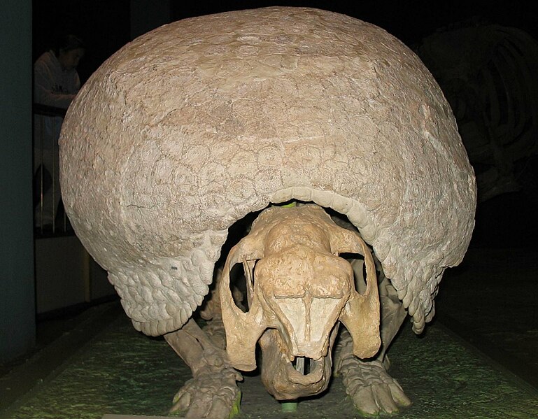 File:Glyptotherium cropped.jpg