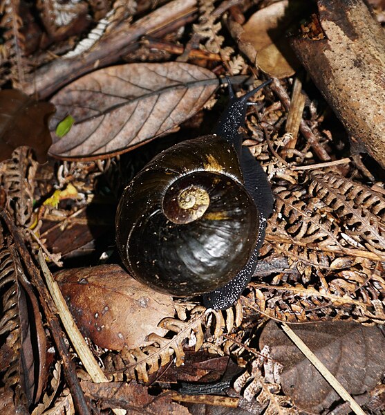 File:Kauri snail Paryphanta busbyi.jpg