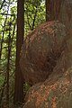 A burl the size of a refrigerator on the trunk of a Coast Redwood.