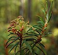 Багульник болотный (Ledum palustre)