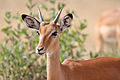 Young male impala