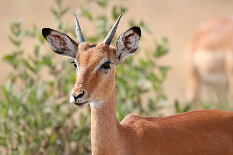 File:Male impala headshot.jpg