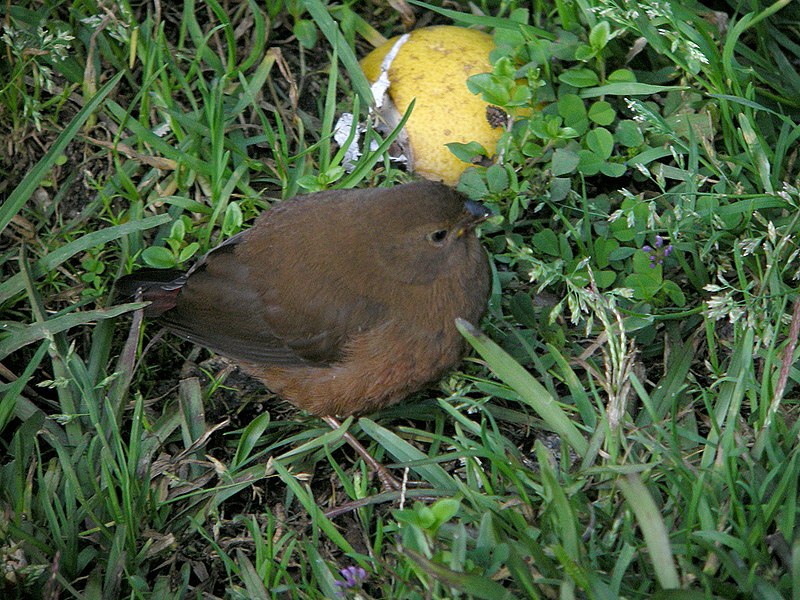 File:Mountain Firetail.jpg