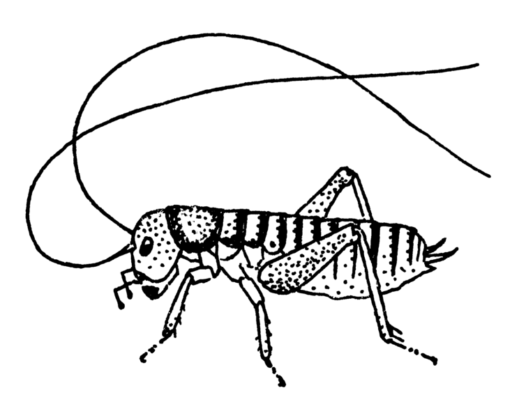 File:ORTH Anostostomidae Hemiandrus sp.png