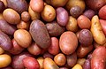 Different potato varieties