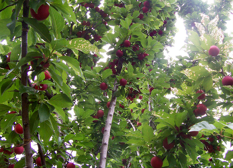 File:Plum tree with fruit.jpg