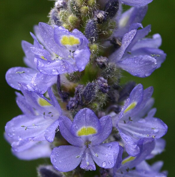 File:Pontederia cordata00.jpg