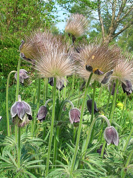 Файл:Pulsatilla pratensis subsp. bohemica5.jpg