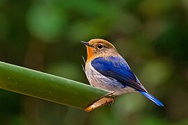 Sapphire flycatcher male in Latpanchar, Darjeeling, West Bengal, India