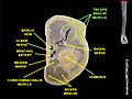 Triceps brachii muscle