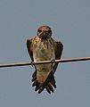 Streak-throated swallow, at Mohali, Punjab