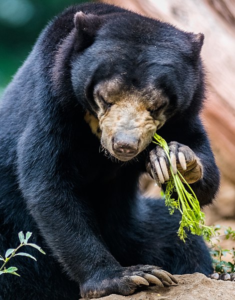 File:Sun bear eating plant.jpg