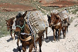 Mules delivering mail, Supai, Arizona, 2008